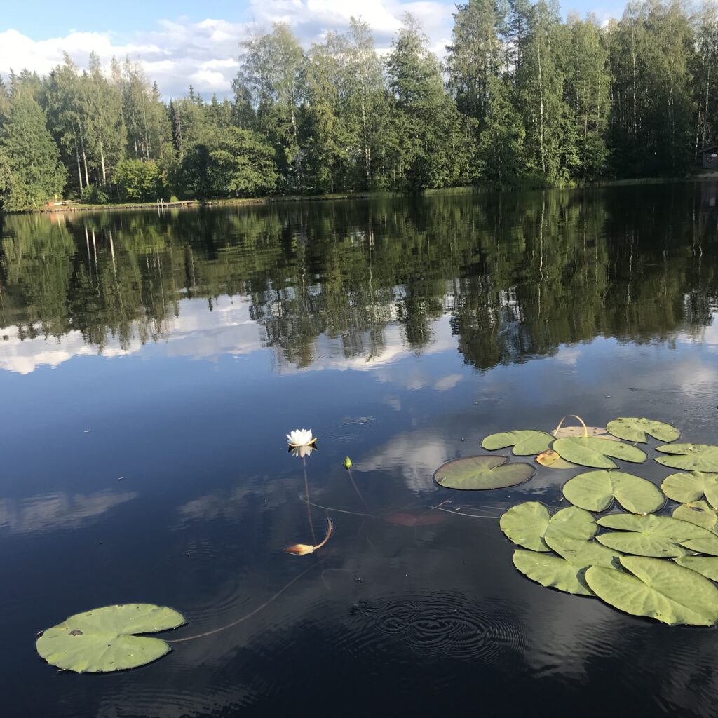Kuva järvimaisemasta, jossa lumpeita