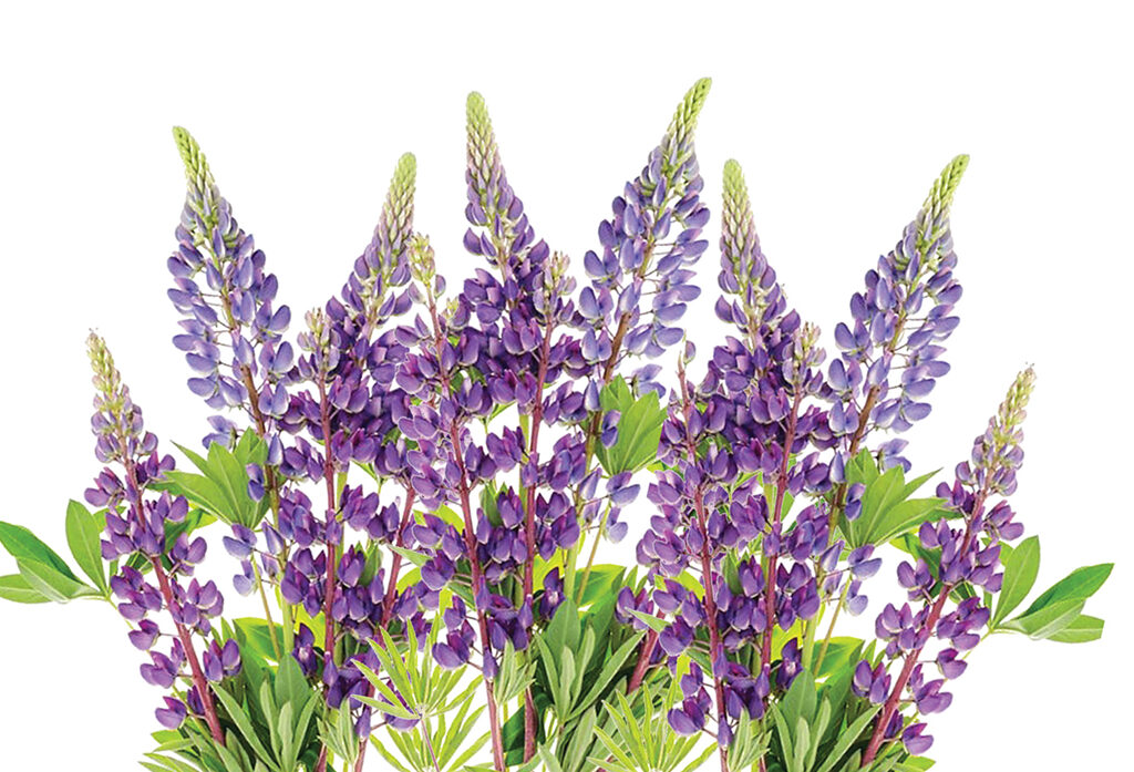 Haittakasvit_lupiinit_1280x720px